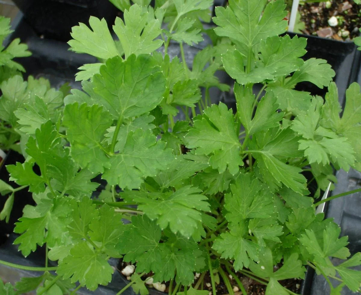 Dark Green Italian Parsley Seeds - 800+ Fresh Herb Seeds - Petroselinum crispum