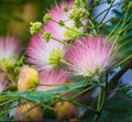 Pink Mimosa Tree Cuttings - 12 Unrooted Silk Flowers for Pollinators - Albizia julibrissin