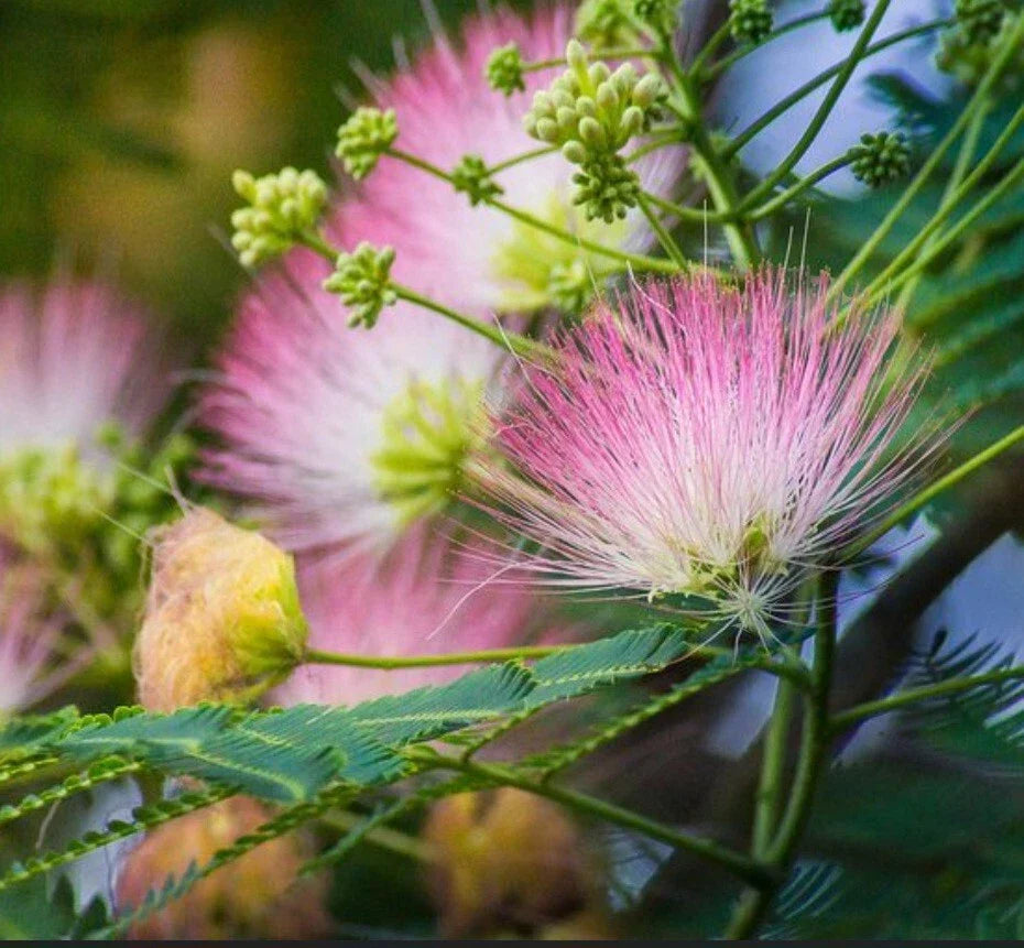 Pink Mimosa Tree Cuttings - 12 Unrooted Silk Flowers for Pollinators - Albizia julibrissin