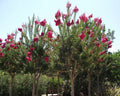 Crape Myrtle Seeds - 50 Count - Lagerstroemia indica - Drought-Tolerant Flowering Tree Seeds for Garden or Landscape