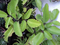 Miracle Plant Cuttings - 6 Stem Cuttings of Bryophyllum pinnatum (Life Plant) - Easy Care Succulent for Home Gardening