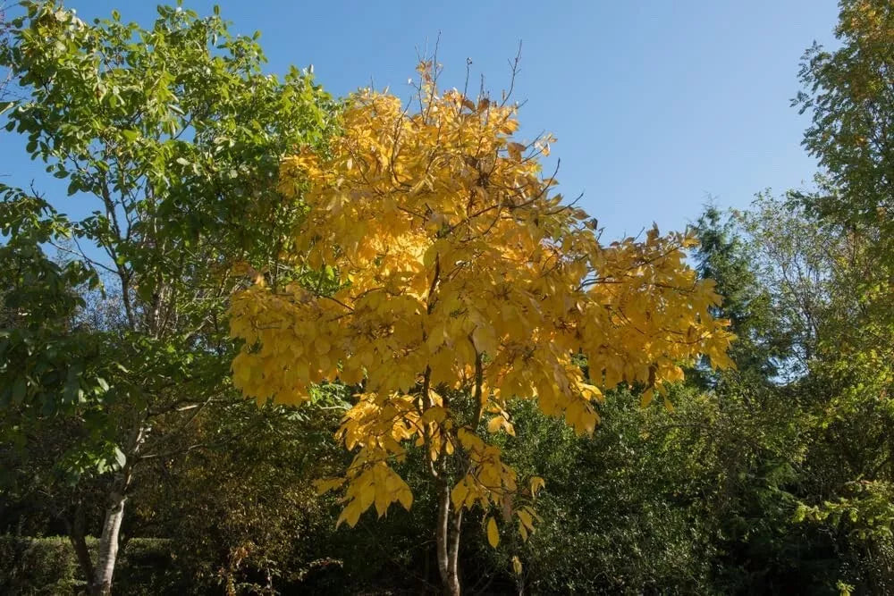 Shellbark Hickory Tree Seedlings - 1 Gallon Pot - Carya laciniosa - Ideal for Landscaping and Wildlife Habitat