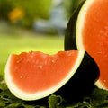 Sugar Baby Watermelon Seeds | NON-GMO Heirloom Seeds | Organic Garden Seeds | Citrullus lanatus