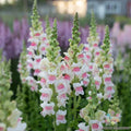 Potomac Appleblossom Snapdragon Seeds - 1000+ Seeds for Garden - Antirrhinum majus - USA