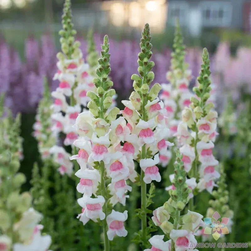 Potomac Appleblossom Snapdragon Seeds - 1000+ Seeds for Garden - Antirrhinum majus - USA
