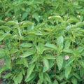 Lime Basil Seeds - 100+ Organic Non-GMO Seeds - Annual Herb (Ocimum basilicum) - Free Shipping