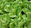 Little Gem Lettuce Seeds 1000+ Butterhead Green Salad Garden (Lactuca sativa)
