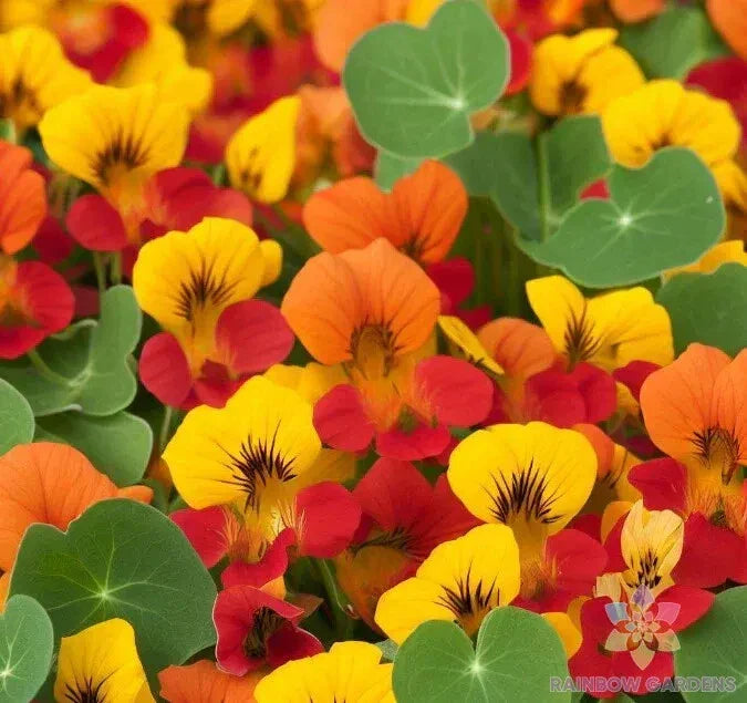 Dwarf Tom Thumb Mix Nasturtium Seeds - 50+ Pack - Tropaeolum majus - Ideal for Garden & Container Planting