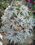 Connie Boswell Begonia - 25+ Seeds for Garden Planting - Begonia x tuberhybrida - USA, Free Shipping