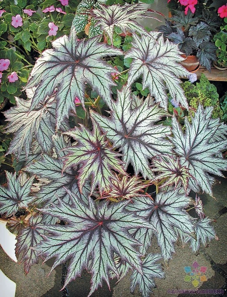 Connie Boswell Begonia - 25+ Seeds for Garden Planting - Begonia x tuberhybrida - USA, Free Shipping