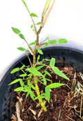 Buddha Belly Bamboo Plant - 9" Rhizome - Clumping Landscape Edge - Fargesia mycocarpa