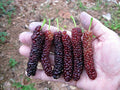 Pakistan Long Mulberry Tree - Live Plant - Morus Macroura - Exotic Fruit Tree for Home Garden