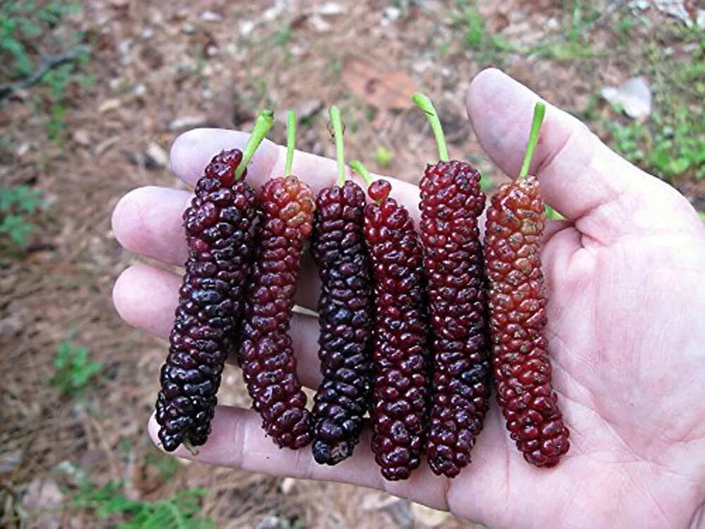 Pakistan Long Mulberry Tree - Live Plant - Morus Macroura - Exotic Fruit Tree for Home Garden