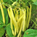 Kentucky Wonder Yellow Wax Bean Seeds | Pole Beans | Butter Golden Seed for 2025 | Phaseolus vulgaris