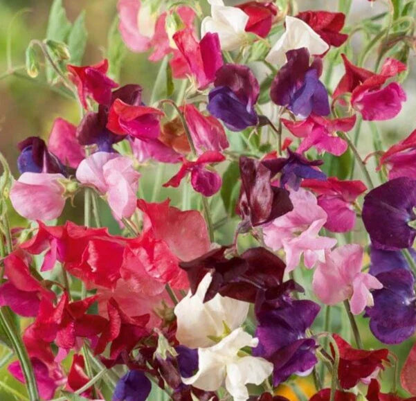 Sweet Pea Seeds - Elegance Mix - 20 Pack - Lathyrus odoratus