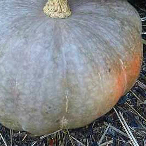 Strawberry Crown Winter Squash Seeds - Fresh Heirloom Vegetable Seeds for Home Garden (Cucurbita maxima)