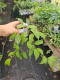 Lipstick Plant 2.5" Pot Black Pagoda Aeschynanthus Longicaulis Indoor Houseplant