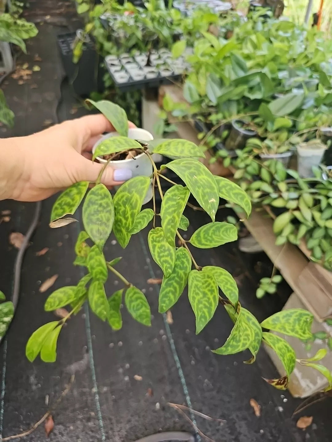 Lipstick Plant 2.5" Pot Black Pagoda Aeschynanthus Longicaulis Indoor Houseplant