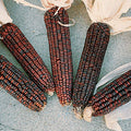 Ornamental Corn Seeds - Bloody Butcher Variety - Fresh Seed - Zea mays