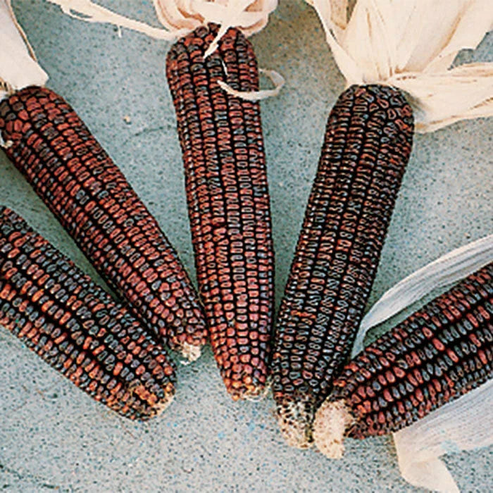 Ornamental Corn Seeds - Bloody Butcher Variety - Fresh Seed - Zea mays