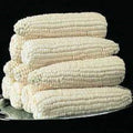 Silver Queen Corn Seeds - Premium High Yield Variety - Fresh Harvest Seeds - Zea mays