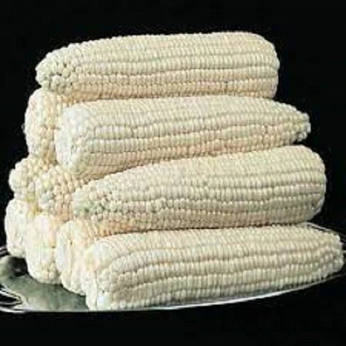 Silver Queen Corn Seeds - Premium High Yield Variety - Fresh Harvest Seeds - Zea mays