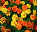 French Marigold Seeds - Sparky Mix - Medium Tagetes Patula - Ideal for 2025 Planting