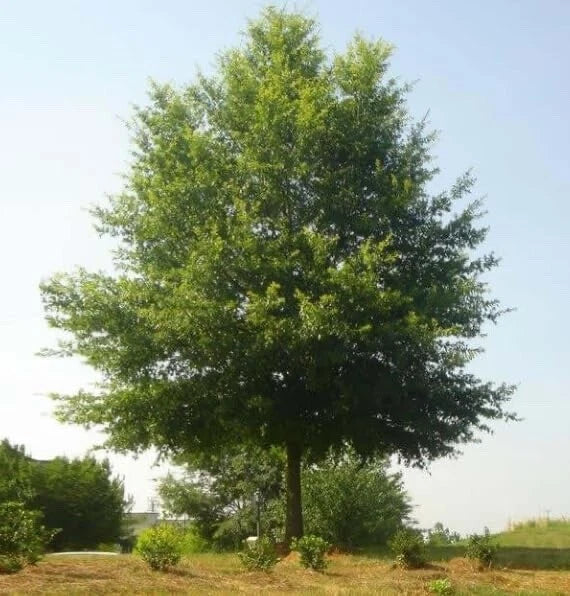 Willow Oak Tree Seedlings - 1 to 2 Feet Tall - Quercus phellos - Fast-Growing Hardwood for Landscaping and Reforestation