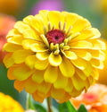 Zinnia Seeds - 100 Canary Bird Double Blooms - Yellow Annuals for Hummingbirds & Butterflies - Zinnia elegans