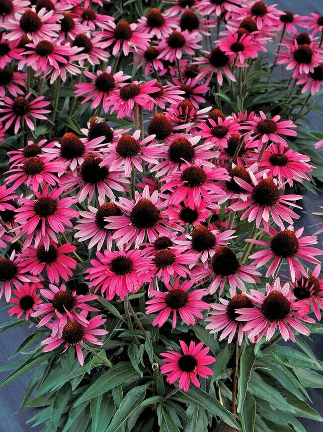 Wicked Coneflower Seeds 200+ Pack - Echinacea Purpurea - Garden Planting - USA