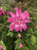 10 Inch Antique Old Blush Rose Cuttings - Rosa spp. - Heirloom Garden Roses for Propagation