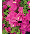 Bougainvillea Cuttings 6" Fuchsia Pink 7-Pack Unrooted Live Bougainvillea spectabilis Plant