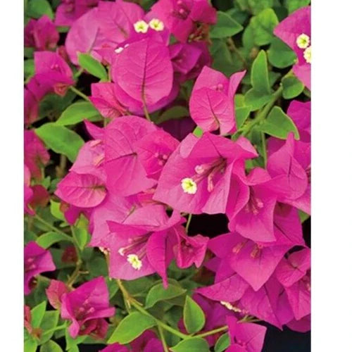 Bougainvillea Cuttings 6" Fuchsia Pink 7-Pack Unrooted Live Bougainvillea spectabilis Plant