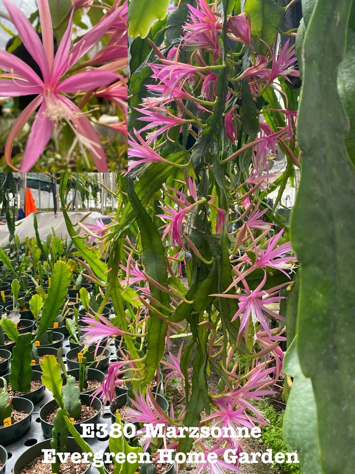 Epiphyllum Orchid Cactus Marzsonne in 4” Starter Pot | Rooted Plant | Unique Houseplant | Perfect for Indoor Gardens