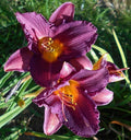 Hemerocallis 'Purple De Oro' Daylily - Bareroot Plant with One Mature Eye - Purple Perennial Flower