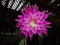 Epiphyllum Orchid Cactus Cutting - Kiwi Fanfare - Unique Succulent Plant - Perfect for Indoor Gardening