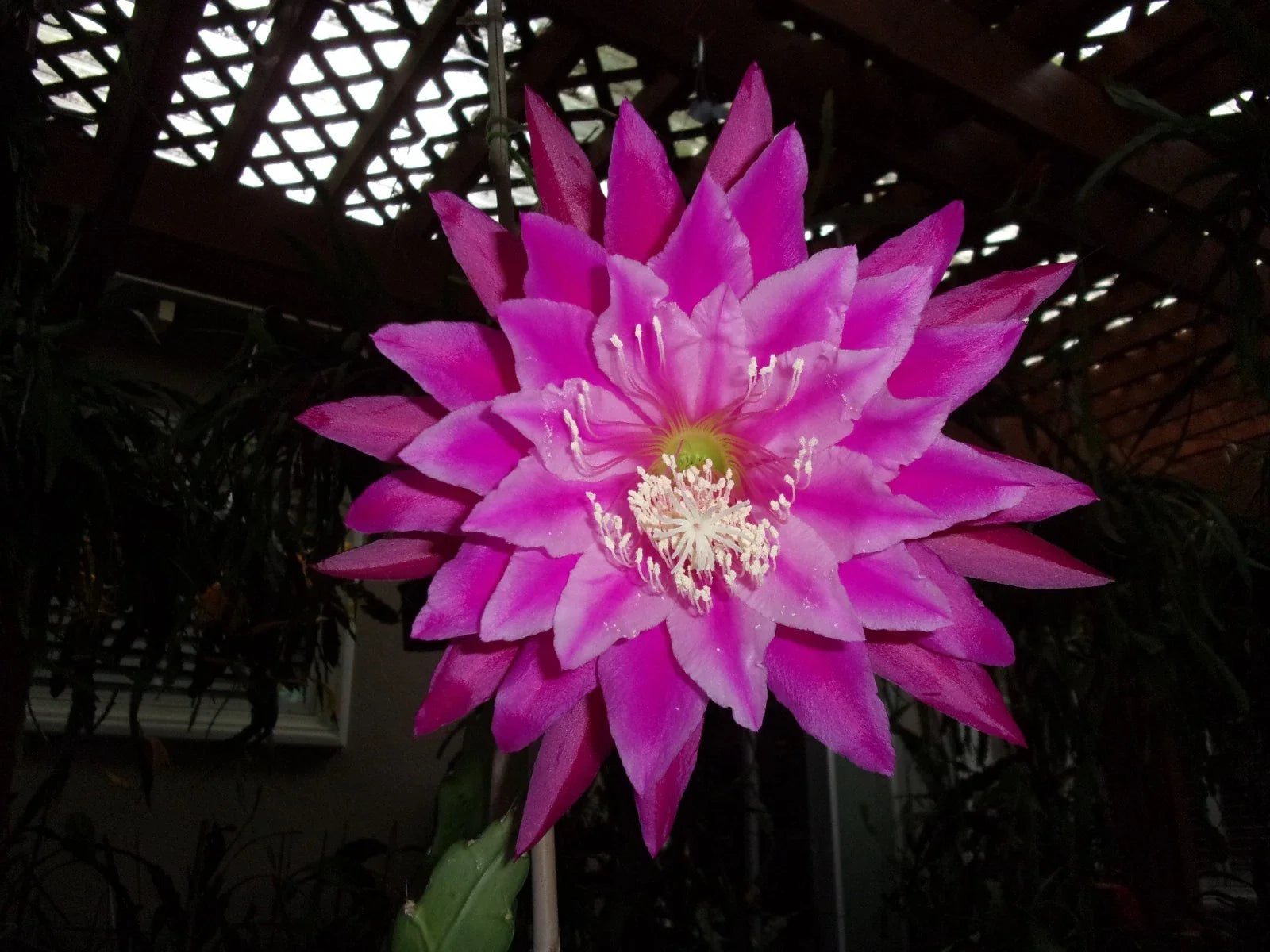 Epiphyllum Orchid Cactus Cutting - Kiwi Fanfare - Unique Succulent Plant - Perfect for Indoor Gardening