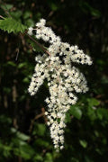 Ocean Spray Bush Seeds - 50 Seeds - Cream Bush, Holodiscus discolor - Native Plant for Gardens and Landscaping