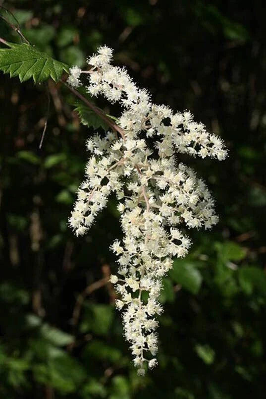 Ocean Spray Bush Seeds - 50 Seeds - Cream Bush, Holodiscus discolor - Native Plant for Gardens and Landscaping