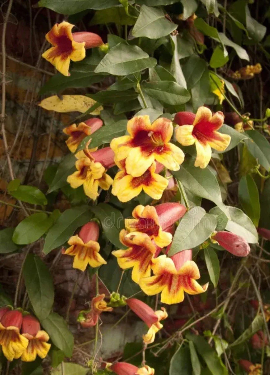 Golden Crossvine Live Plant Bare Root 1' - Hardy All Natural Bignonia capreolata