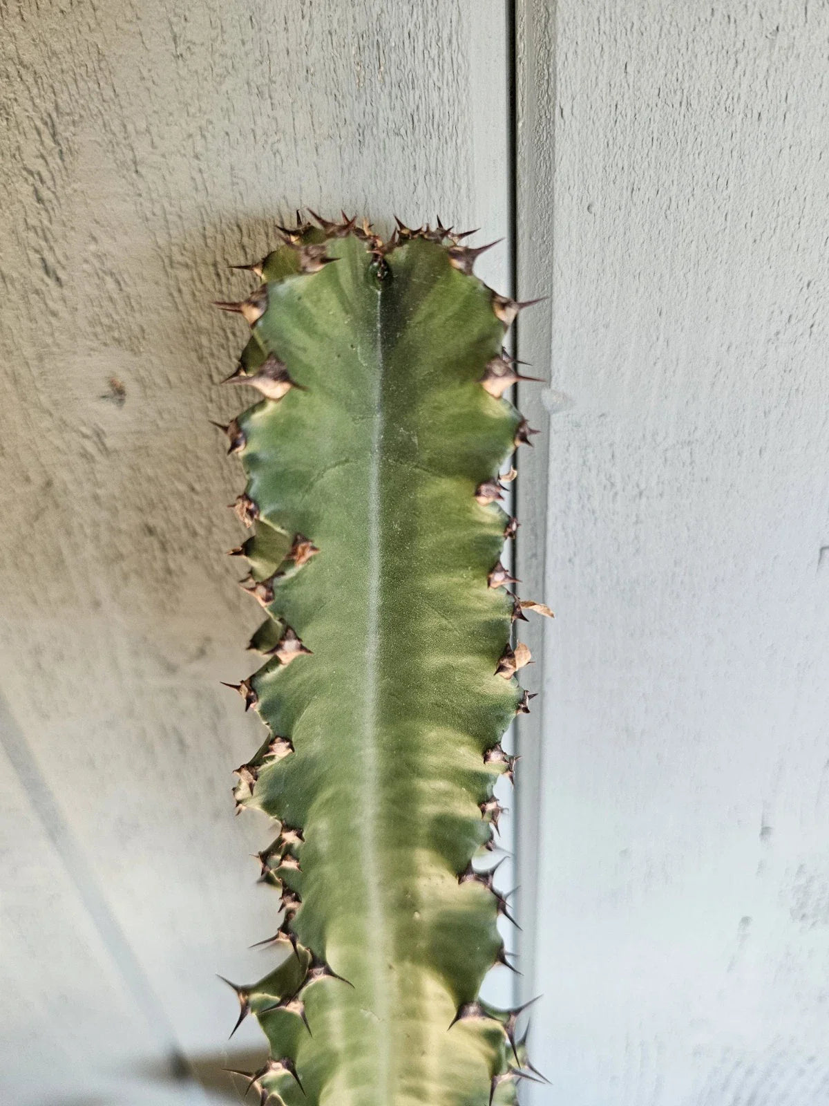 Euphorbia Cutting, 16-17" Euphorbia ammak, Unique Succulent Plant for Indoor and Outdoor Gardens