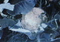 Bulk Cauliflower Seeds 500 Count, Self-Blanche Variety, Large Head, Brassica oleracea