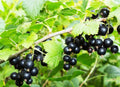 Black Currant Cuttings 8-10 Inches for Propagation - Ribes nigrum - Rooting Starter Plants