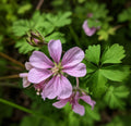 Wild Geranium Roots – 10 Fresh Perennial Flower Plants – Geranium maculatum – No Shipping to AK, HI, PR