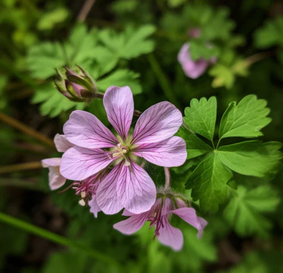 Wild Geranium Roots – 10 Fresh Perennial Flower Plants – Geranium maculatum – No Shipping to AK, HI, PR