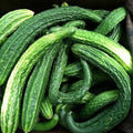 Suyo Long Cucumber Seeds | Heirloom Non-GMO Variety | Cucumis sativus | Vegetable Garden Planting