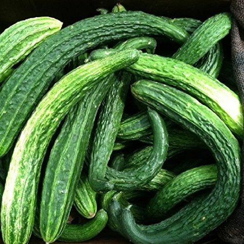 Suyo Long Cucumber Seeds | Heirloom Non-GMO Variety | Cucumis sativus | Vegetable Garden Planting
