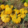Sunrise Pumpkin Seeds for Planting - 10 Count, Exotic Variety, Hard to Find, Cucurbita pepo