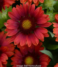 Gaillardia Mesa Red Live Perennial Starter Plants, 4 Baby Plugs, Rich Red Flowers, Gaillardia x grandiflora, Zones 5-9