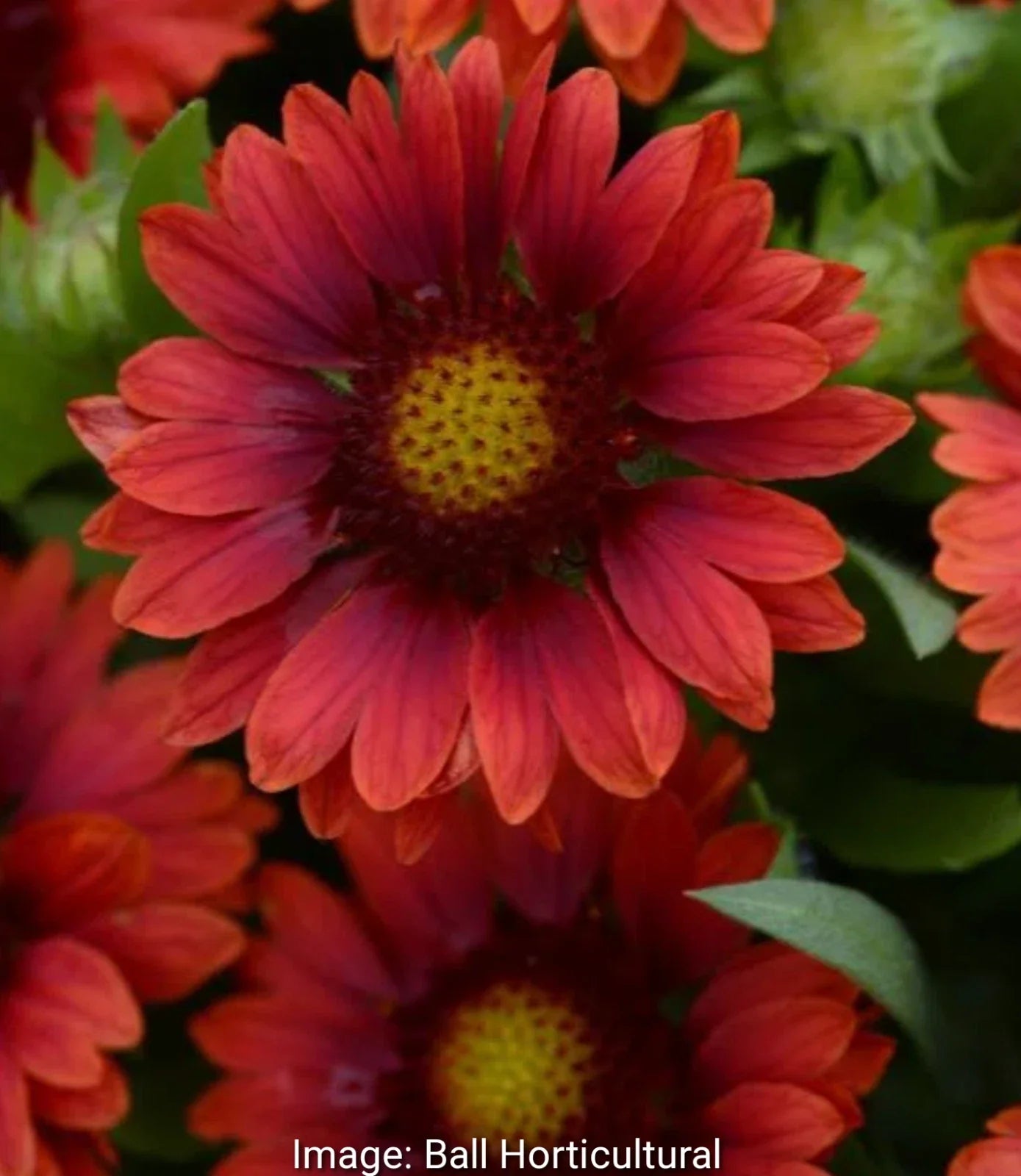 Gaillardia Mesa Red Live Perennial Starter Plants, 4 Baby Plugs, Rich Red Flowers, Gaillardia x grandiflora, Zones 5-9